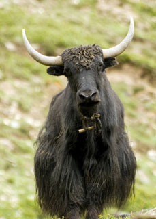 yak bull Tibet Spring Brook Ranch